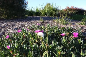 2025-06-21 Bartons Park - IMG_2512_compressed_q50.webp